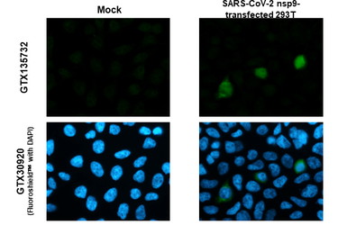 Anti-SARS-CoV-2 (COVID-19) nsp9 antibody used in Immunocytochemistry/ Immunofluorescence (ICC/IF). GTX135732